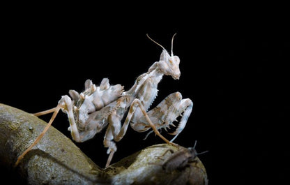 Idolomantis diabolica Nymphs - Live Mantis L1