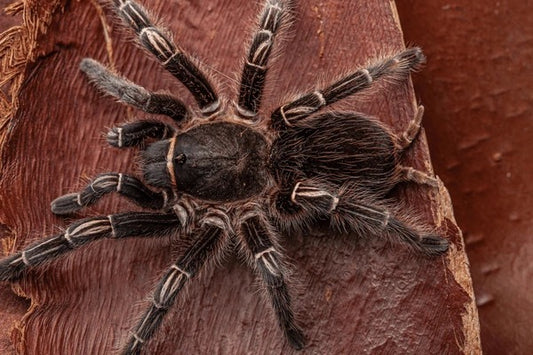 Stripe Knee Tarantula