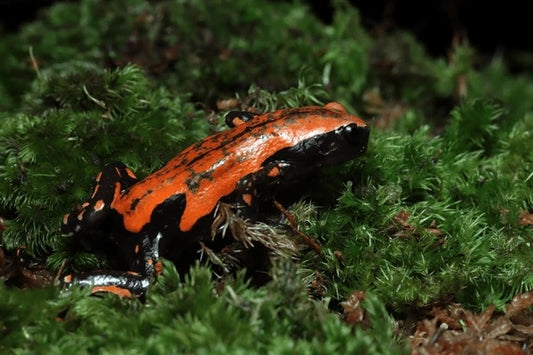 Red and Black Walking Frog