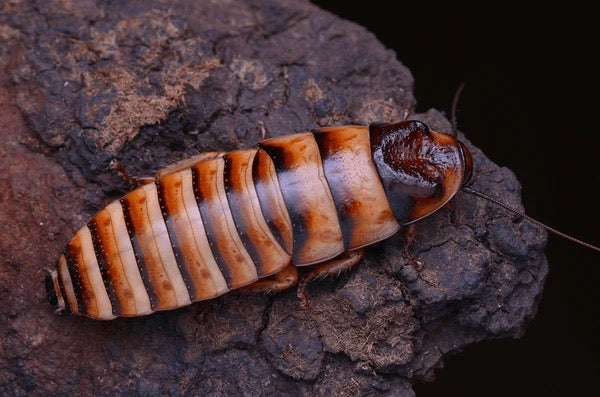 Halloween Hissing Roach Standard Pair (Unsexed Adults)