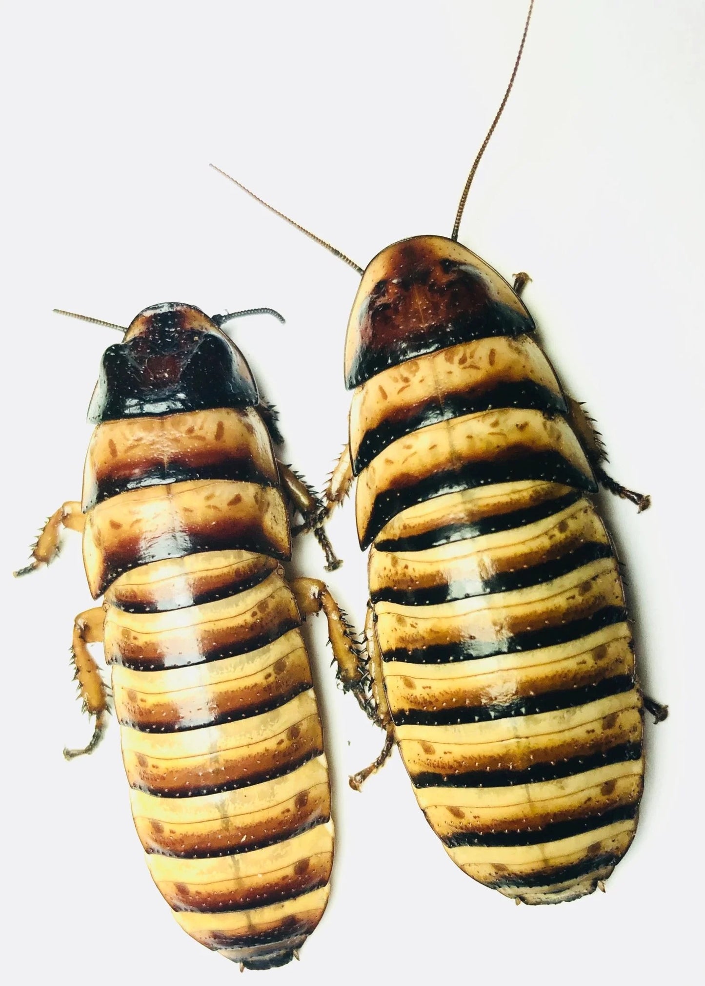 Premium Halloween Hisser Pair (1 Male + 1 Female, Sexed Adults)