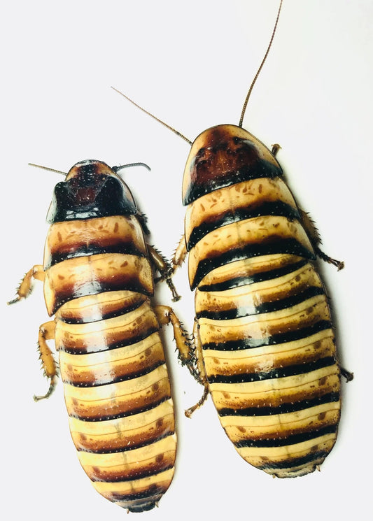 Premium Halloween Hisser Pair (1 Male + 1 Female, Sexed Adults)