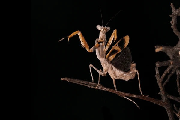 Bud Wing Mantis (Parasphendale affinis) - Nymph