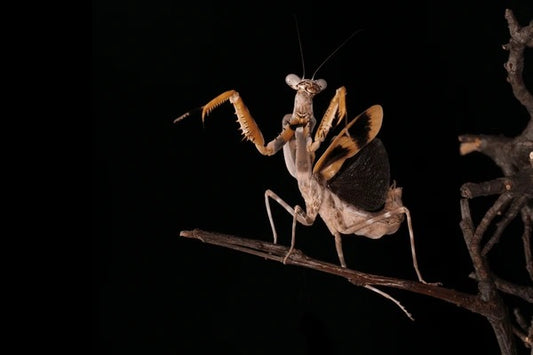 Bud Wing Mantis (Parasphendale affinis) - Nymph