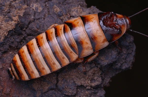Single Halloween Hissing Roach (Adult, Unsexed)
