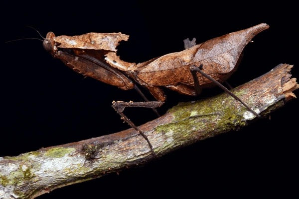 Dead Leaf Mantis (Deroplatys desiccata) - Nymph