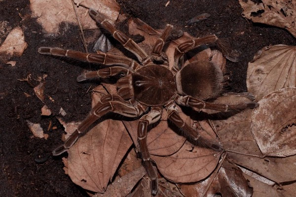 Burgundy Goliath Birdeater Tarantula