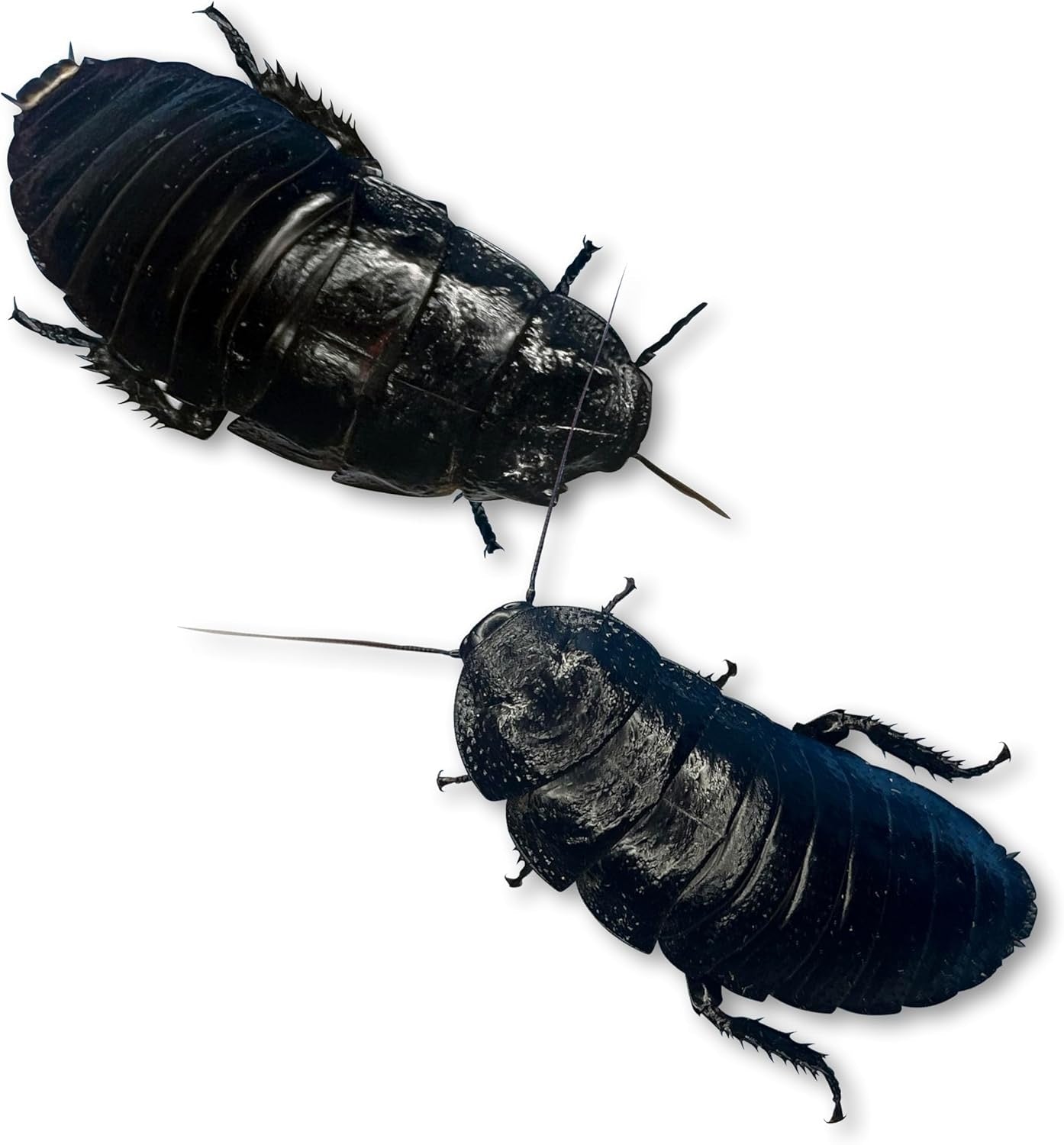 Madagascar Hisser Mix Pack - Special