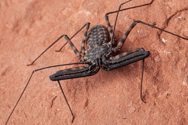 Tailless Whip Scorpion
