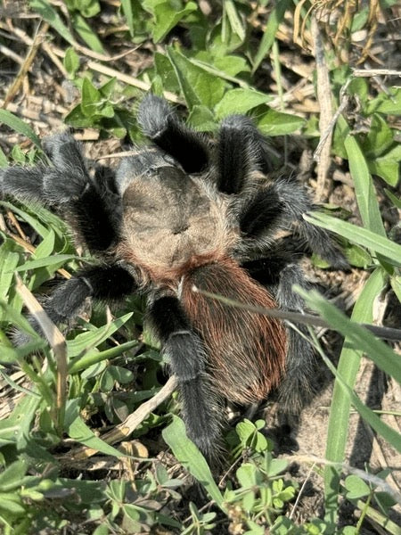 Aphonopelma anax (Texas Tan) – 3–4″ Male