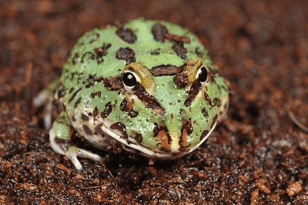 Pacman Frog