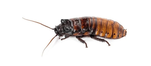 Single Madagascar Hissing Roach (Adult, Unsexed)