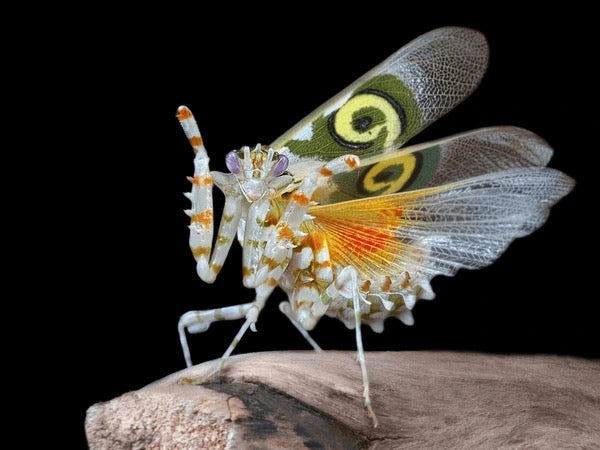 Live Spiny Flower Mantis (Pseudocreobotra wahlbergii) - Colorful Pet Mantis