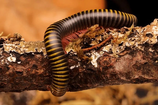 Bumble Bee Millipedes - Bioactive Clean Up Crew