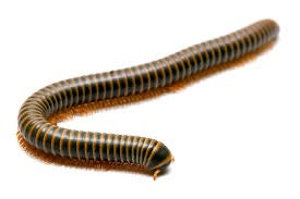 Glow Millipede (Benoitolus Sp. Khao Sok) - Bioactive Clean Up Crew