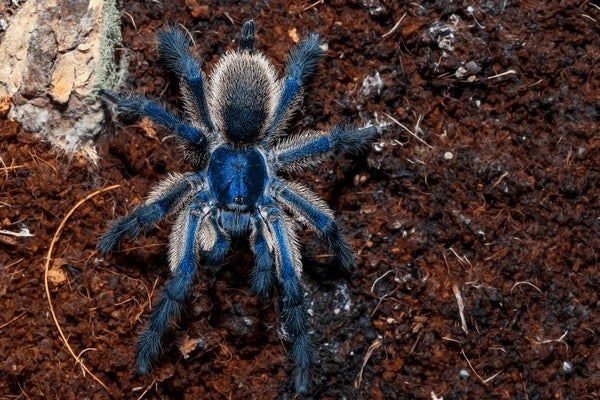Monocentropus balfouri (Socotra Island Blue Baboon) – 2.5″ Male