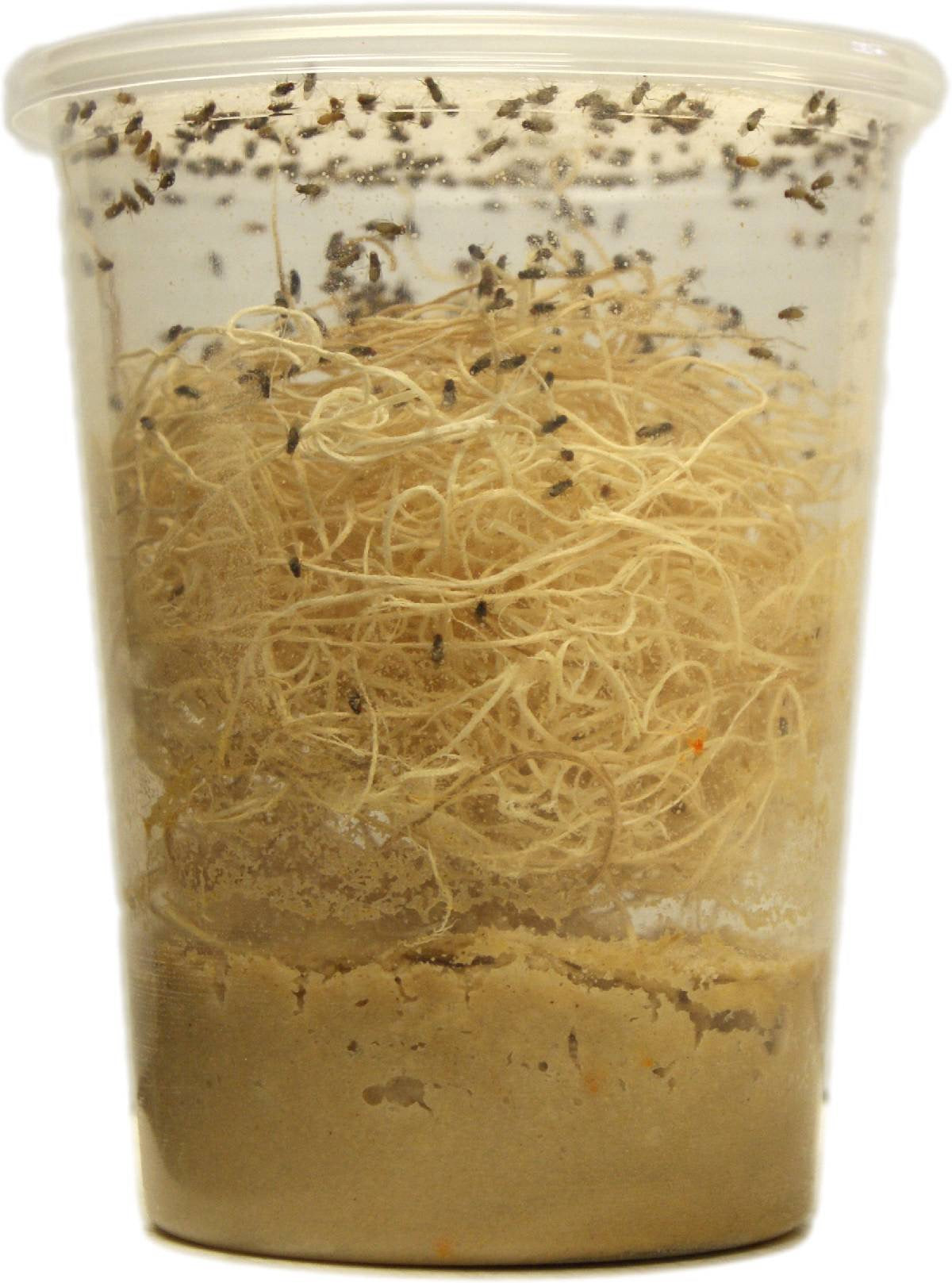 Fruit Flies - Wingless Melanogaster Culture