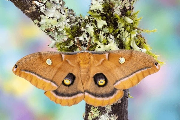 Polyphemus Moth Cocoons