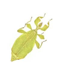 Live Ban Sai Yui Leaf Insect - Rare Walking Leaf Species