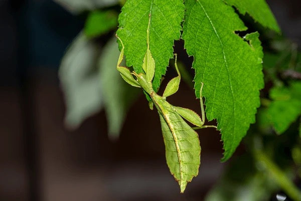Live Philippine Leaf Insect - Exotic Pet Walking Leaf