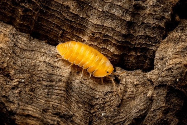 Powder Orange Isopods (Porcellionides pruinosus) - Bioactive Clean-Up Crew