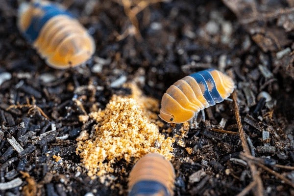 Rubber Ducky Isopods (Cubaris sp.) - Rare Premium Collector Species