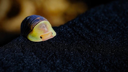 Rubber Ducky Isopods (Cubaris sp.) - Rare Premium Collector Species