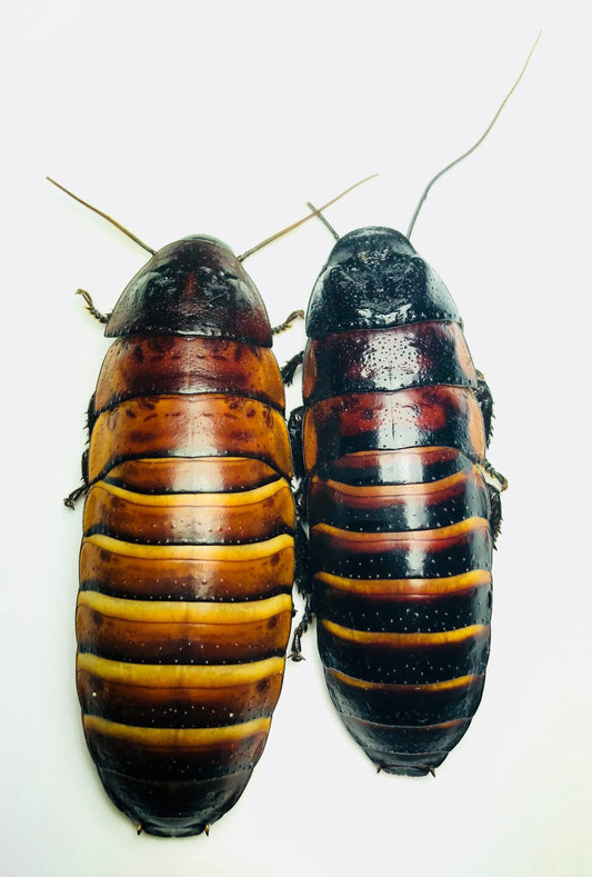 Elliptorhina laevigata (Smooth Madagascar Hisser)