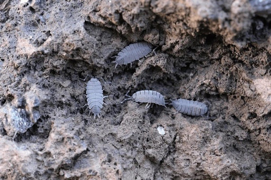 Powder Blue Isopods (Porcellionides pruinosus) - Bioactive Clean-Up Crew