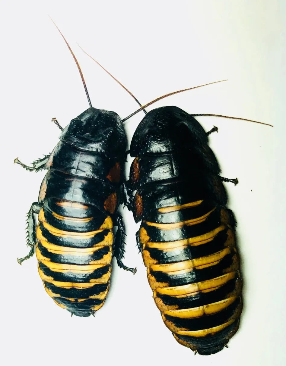 Gromphadorhina grandidieri (Tiger Hissing Roach)