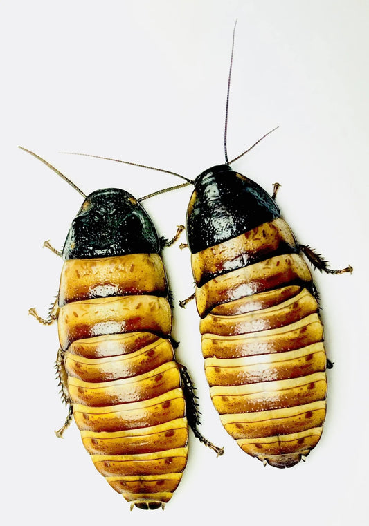 Elliptorhina chopardi (Mini Hissing Roach)