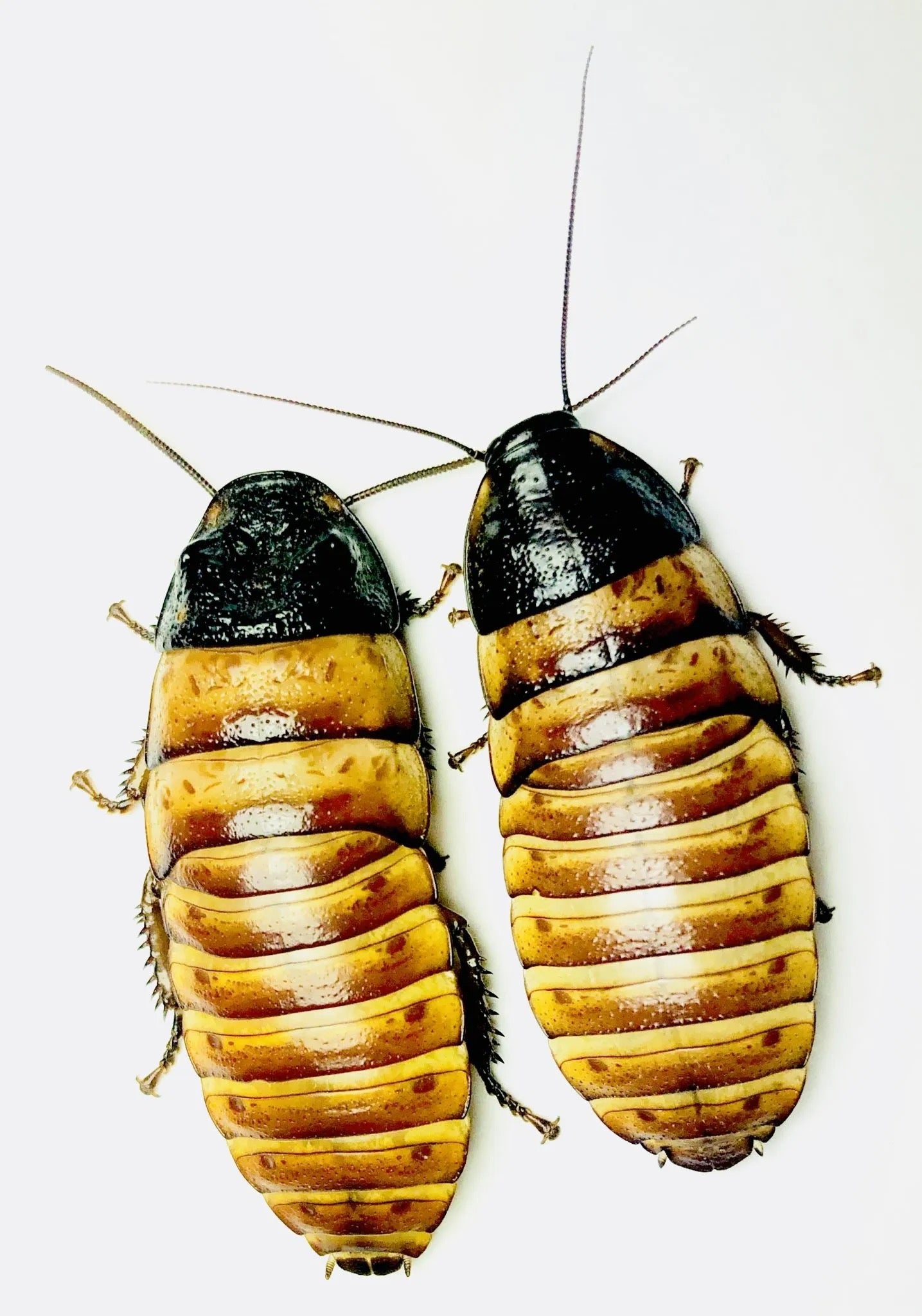 Madagascar Hisser Mix Pack - Special