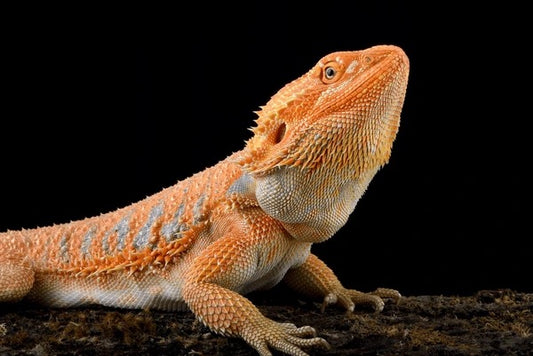Bearded Dragon (Pogona vitticeps)