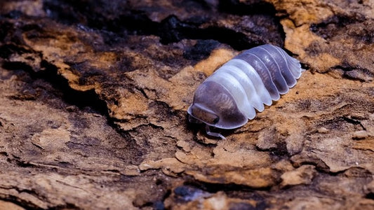 Panda King Isopods (Cubaris sp.) - Rare Black & White Premium Species