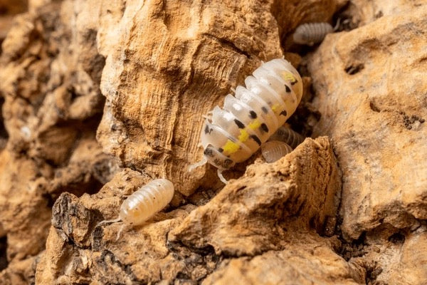 Magic Potion Isopods (Armadillidium vulgare) - Color-Changing Premium Pill Bugs