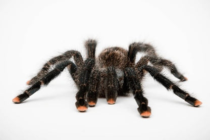 Pink Toe Tarantula (Avicularia avicularia)