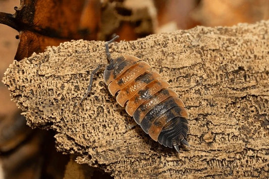 Lava Isopods (Trichorhina tomentosa) - Rare Red-Orange Premium Morph