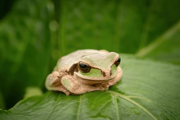 Masked Tree Frog