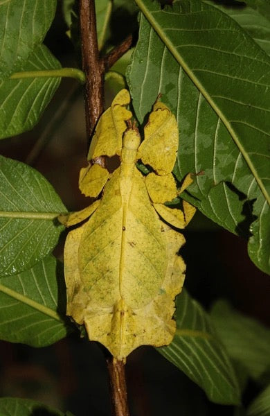 Live Giant Leaf Insect (Phyllium Giganteum) - Exotic Walking Leaf Pet