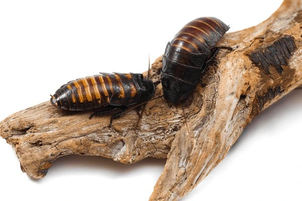 Madagascar Hissing Roach Standard Pair (Unsexed Adults)
