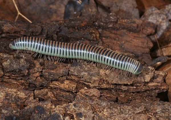 Ivory Millipede (Chicobolus spinigerus) - Hardy Beginner Pet Millipede