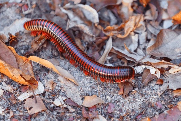 Fire Millipede (Trigoniulus corallinus) - Bright Red-Orange Pet Millipede