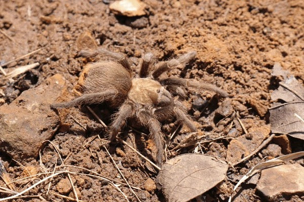 Texas Brown Tarantula