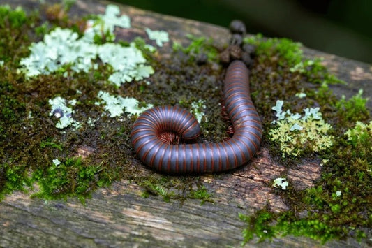 American Giant Millipede (Narceus americanus) - Native US Pet Millipede