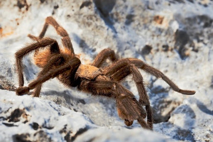 Texas Brown Tarantula