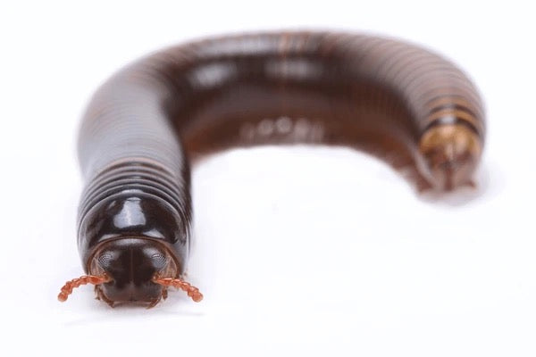 Giant Desert Chocolate Millipede (Orthoporus ornatus) - Premium Large Pet Millipede