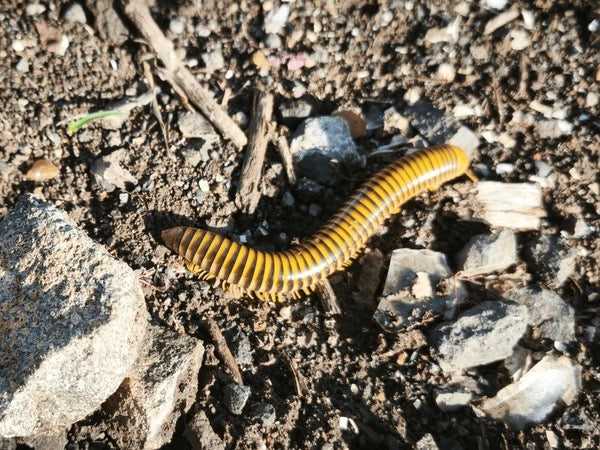 Giant Golden Millipede (Spirobolus sp.) - Stunning Yellow Premium Pet Millipede