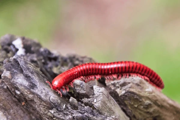 Scarlet Millipede (Aphistogoniulus infernalis) - Vibrant Red Premium Pet Millipede