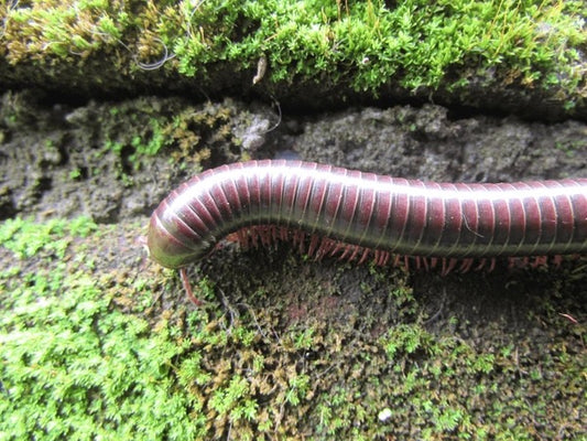Giant Pink Foot Banded Millipede (Narceus gordanus) - Stunning Pink-Legged Pet Millipede