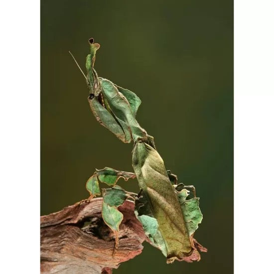 RARE GREEN Female Ghost Mantis (Phyllocrania paradoxa)